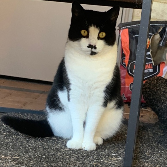 Meet your Posher, Miranda - Picture 1 of 2